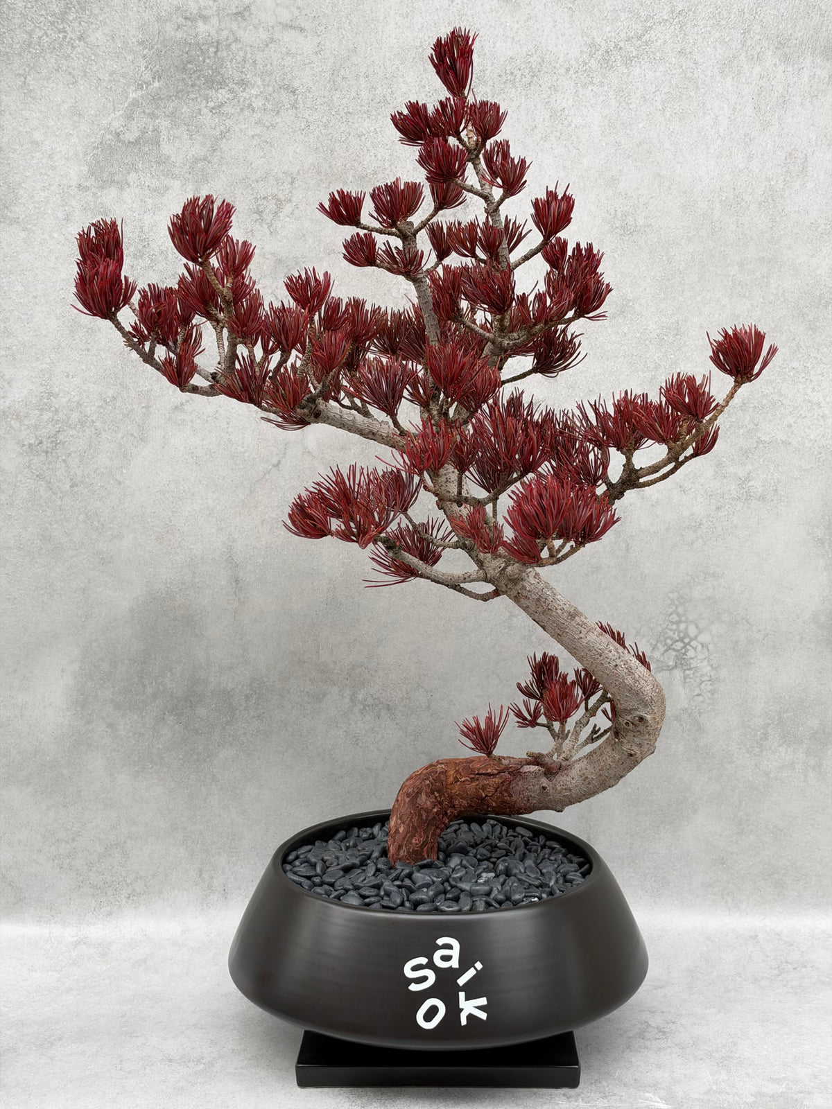 昇竜 (五葉松・レッド・特大50cm)