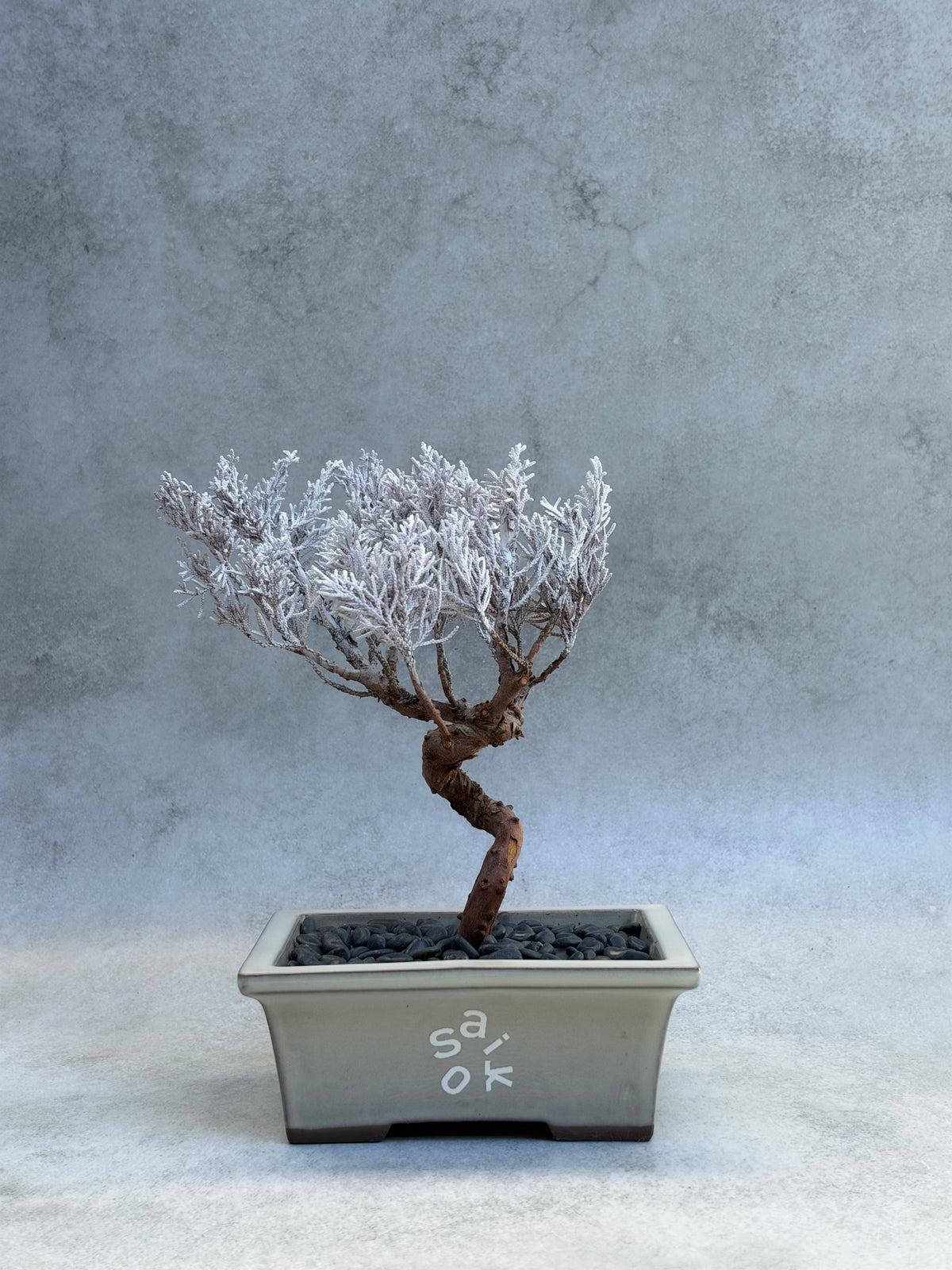 SAIKO 真柏盆栽ホワイト(中サイズ)